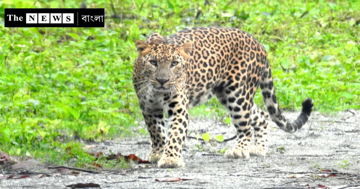 বাঘ খুঁজতে ব্যর্থ হাতি, উত্তরের জঙ্গল সাফারিতে উড়বে ড্রোন/The News বাংলা